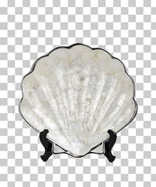 Seashell Conch Entryway PNG