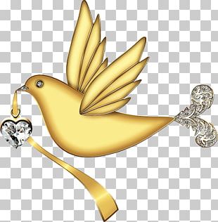 Colombe Png Images Colombe Clipart Free Download