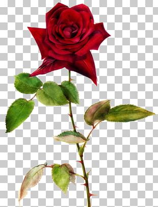 Rose Valentines Day Greeting Card Idea Heart PNG