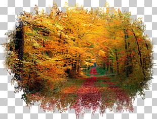 Forest Desktop Autumn Photography 1080p PNG