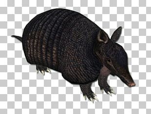 Armadillo Peccary Snout Terrestrial Animal PNG