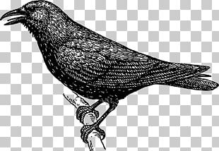 American Crow Common Raven Bird Drawing PNG