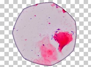Flow Cytometry Staining Beckman Coulter DAPI Dye PNG