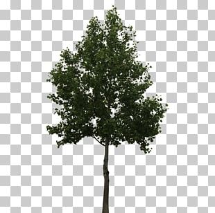 Tree Oak PNG