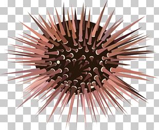 Sea Urchin Png Images Sea Urchin Clipart Free Download