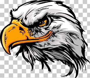 Bald Eagle Drawing Sketch PNG, Clipart, Accipitridae, Accipitriformes ...