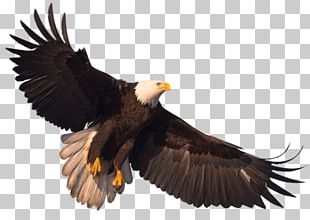 Eagle PNG, Clipart, Eagle Free PNG Download