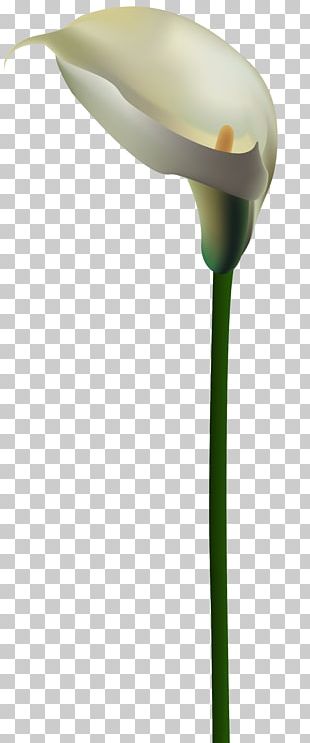 Arum-lily Flower Lilium PNG