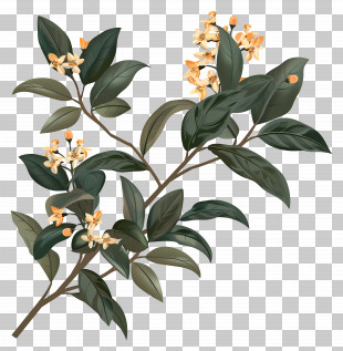 Osmanthus Flowers - Olive Branch With Yellow Flowers And Leaves PNG