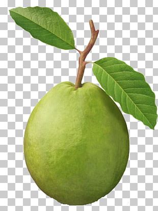 guava tree clip art