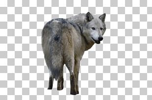 Kunming Wolfdog Saarloos Wolfdog Coyote Alaskan Tundra Wolf Red Wolf ...