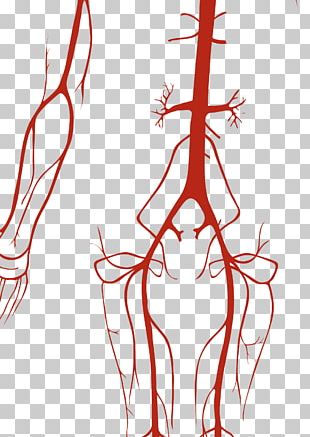 Cardiac Cycle Heart Circulatory System Systole Human Body PNG, Clipart ...