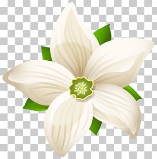 Download White Flowers Png Transparent | PNG & GIF BASE