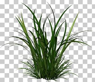 Cymbopogon Citratus PNG Images, Cymbopogon Citratus Clipart Free Download