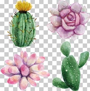 Cactaceae Watercolor Painting Succulent Plant Euclidean PNG, Clipart ...