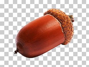 Acorn Nucule PNG