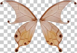 Butterfly Wing PNG