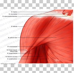 Arm Deltoid Muscle Nerve Anatomy PNG, Clipart, Abdomen, Anatomy, Arm ...