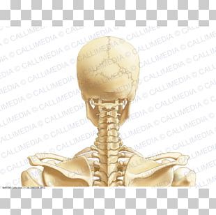 Head And Neck Anatomy Skull Human Head Brain PNG, Clipart, Anatomy ...