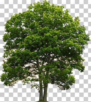 Quercus Suber Tree PNG, Clipart, Branch, Clip Art, Computer Icons ...