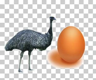 Common Ostrich Bird Domestic Goose Egg Quail PNG