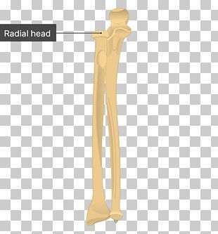 Radial Tuberosity PNG Images, Radial Tuberosity Clipart Free Download