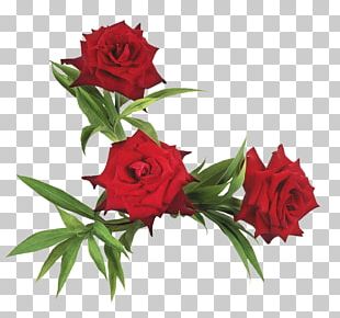 Flower Garden Roses PNG, Clipart, Artificial Flower, Barnali Bagchi ...