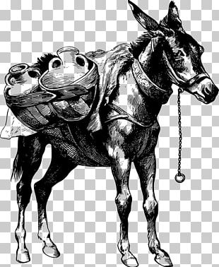 Mule Donkey Horse Stallion PNG