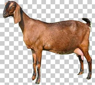 Goat PNG, Clipart, Goat Free PNG Download