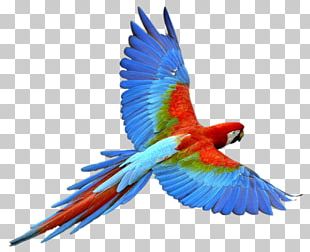 Scarlet Macaw Parrot Bird PNG, Clipart, Animals, Art, Beak, Bird ...