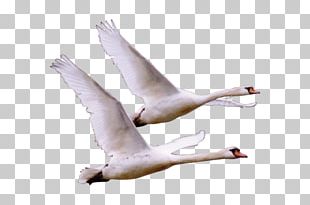 Cygnini Bird Crane Cisnes Y Gansos PNG