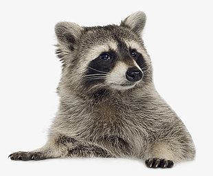 Cute Little Raccoons PNG