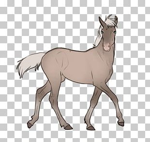 Mule Foal Stallion Colt Pony PNG