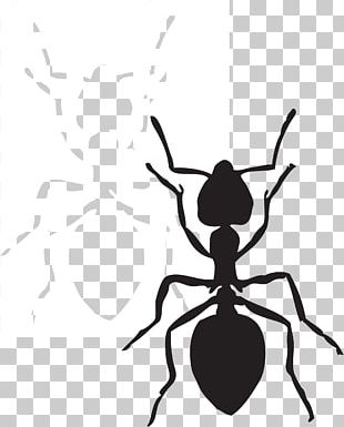 Ant Silhouette Photography PNG, Clipart, Animals, Ant, Ants Vector ...