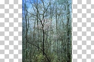 Intimate Landscapes: Photographs Amon Carter Museum Of American Art Redbud Tree In Bottom Land PNG
