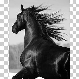 Mustang Gypsy Horse Stallion Black Howrse PNG, Clipart, American Paint ...
