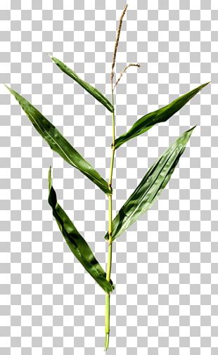 corn plant png