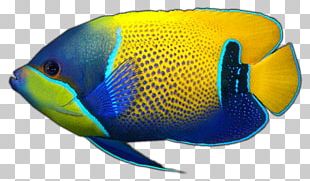 Coral Reef Fish Reef Aquarium Marine Biology PNG, Clipart, Animals ...