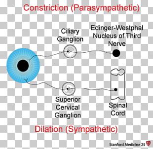 Vasomotor Center Vasoconstriction Sympathetic Nervous System Blood ...