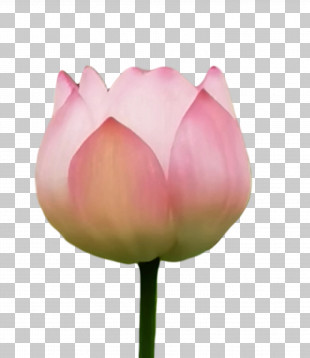 Lotus Bud Plant, Lotus, Summer, Bud PNG Transparent Image and