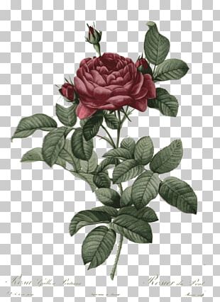 Rose Botany Botanical Illustration Flower Illustration PNG, Clipart ...