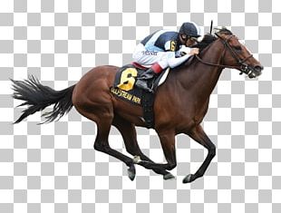 Horse Racing Belmont Stakes Gulfstream Park PNG, Clipart, Animals ...