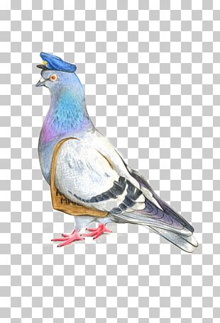 Cartoon Pigeon PNG Images, Cartoon Pigeon Clipart Free Download