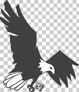 Bald Eagle Golden Eagle Flight Drawing PNG, Clipart, Bald Eagle ...