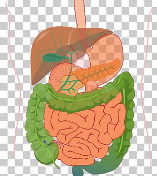 Digestion Gastrointestinal Tract Intestine Food Human Digestive System ...