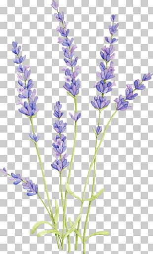 English Lavender French Lavender Plant Pianta Aromatica Lavandula ...