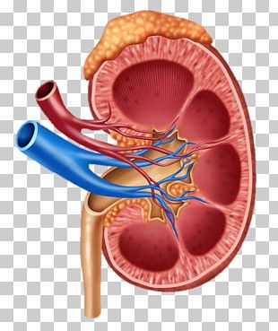 Human Body Organ Diagram Anatomy PNG, Clipart, Anatomy, Chart, Diagram ...