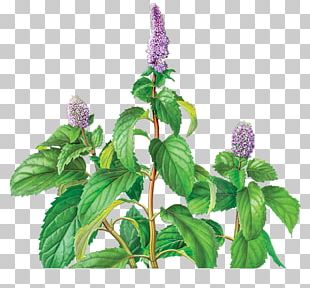 Peppermint Mentha Spicata Extract Herb Menthol PNG, Clipart, Basil ...