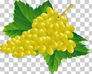 Common Grape Vine Wine Grape Leaves PNG