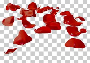 Rose Flower Leaf Petal PNG